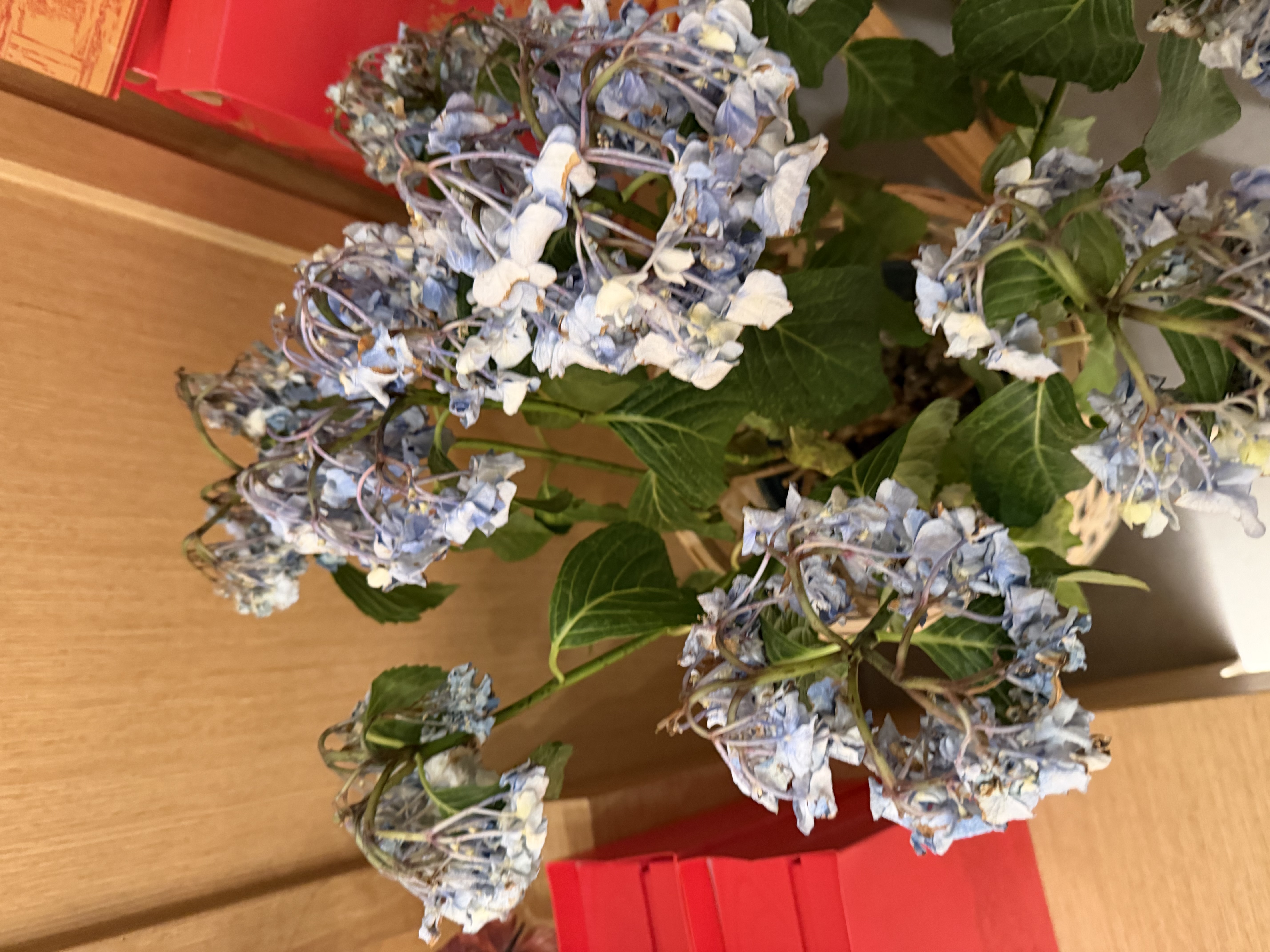 九千谷加仑花盆 高1.5加仑加厚圆形树脂控根加仑盆20*20cm 3个装5075 实拍图