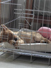 贝初众狗窝垫子四季通用小中大型犬狗狗宠物睡垫狗床春夏季猫狗窝防水 卡其色-50*40cm【建议10斤内】 防水|不粘毛 柔软不塌陷 实拍图