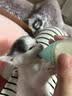 欢宠网幼猫奶瓶猫幼犬小猫喂奶器猫猫狗狗宠物奶嘴喂水喂药猫咪兔子小狗 实拍图