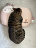 宽福猫粮 全蛋奶霜烘焙粮45%粗蛋白猫鲜肉盛宴6重美毛因子猫粮5kg*2袋 实拍图
