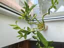 呈爱透明玻璃花瓶简约加高贵竹百合水培绿萝植物富花瓶客厅插花摆件 加高30cm六角（竹叶图案） 高30厘米 实拍图