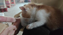 皇家猫粮 幼猫猫粮 幼猫奶糕 K36 通用粮 4-12月 2KG 实拍图
