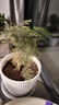 文竹盆栽绿植花卉盆景植物室内客厅水培文松云竹文竹大苗四季常青 小文竹【1颗】原盆原土球发货 高度15-25cm 实拍图