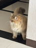 力狼（LILANG）宠物猫粮幼猫成猫零食猫湿粮猫咪猫罐头 金枪鱼+混合口味170g*12罐 实拍图