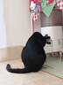 皇家猫粮 室内成猫粮 I27 通用粮 12月以上 4.5KG 实拍图