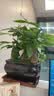 幼薇发财树盆栽树桩招财室内大型绿植开业送礼前台大号金钱树四季常青 三棵发财树+乌金财源滚滚盆 带盆栽好 实拍图