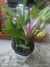 劉閣蘭花七彩石斛兰花绿植盆栽年底开花 11苗带紫叶配瓷白色盆源头直发 实拍图
