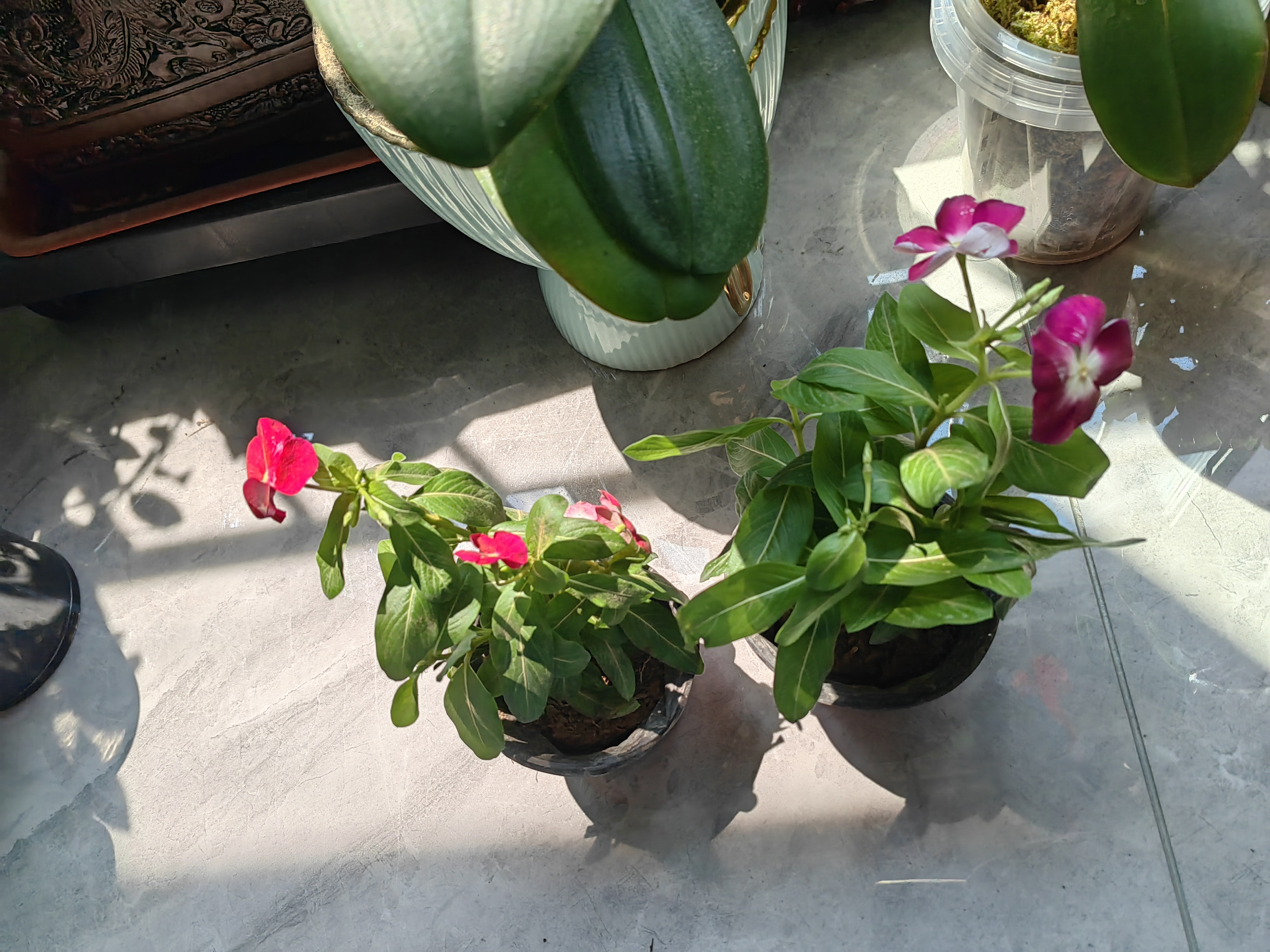 长春花盆栽阳台好养花卉阳台室内绿植物开花多色可选京东快递 长春花2盆随机花色原盆土(带花发货) 实拍图