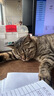 亿迪 猫粮幼猫1-4月12月全价奶糕蓝猫英短美短小猫专用离乳期3斤 实拍图