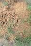 世仲堂鸡牌苍蝇药 特效药杀蝇饵剂神器果蝇克星养殖场农村专用长效驱赶 实拍图