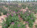 妈咪爱活性益生菌三联肠胃益生菌呵护肠道奶味30支 实拍图