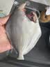 富海锦渤海银鲳鱼净重450g3条平鱼深海鱼烧烤食材烤鱼海鲜鱼类纯鱼肉 实拍图