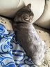 普安特宠物猫咪驱虫药驱虫体内外同驱跳蚤犬虱非泼罗尼滴剂爱滴克 实拍图