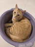 诚实一口P40全价猫粮成猫幼猫室内外80%鲜肉高蛋白益生菌养胃乳鸽味1.5kg 实拍图
