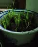 新韭菜根香韭菜根小叶韭菜根大叶韭菜根四季可栽好养活的庭院绿植 小叶韭菜根100棵送肥 实拍图