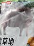 鲜京采内蒙古羔羊整排 净重3斤 生鲜速冻羊肉 羊排烧烤清炖食材 实拍图