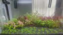 尼特利AT5S水草灯560S专业级全光谱led伸缩鱼缸灯专用植物补光灯 实拍图