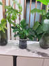 花翁金钻盆栽绿植物大盆绿萝除室内甲醛花卉水培办公净化空气源头直发 实拍图