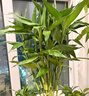 花翁带根富贵竹水培植物客厅招财旺宅花卉绿植盆栽竹子文昌竹源头直发 实拍图