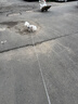 憨憨宠狗绳 狗链牵引绳胸背带套装自动伸缩遛狗绳子中小型犬宠物用品 青灰色款狗链胸背带两件套 大号5米 胸背S号建议体重8-12斤 实拍图