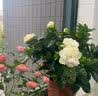 花翁栀子花盆栽四季开花卉大全树苗室内绿植好养易活茉莉花源头直发 实拍图