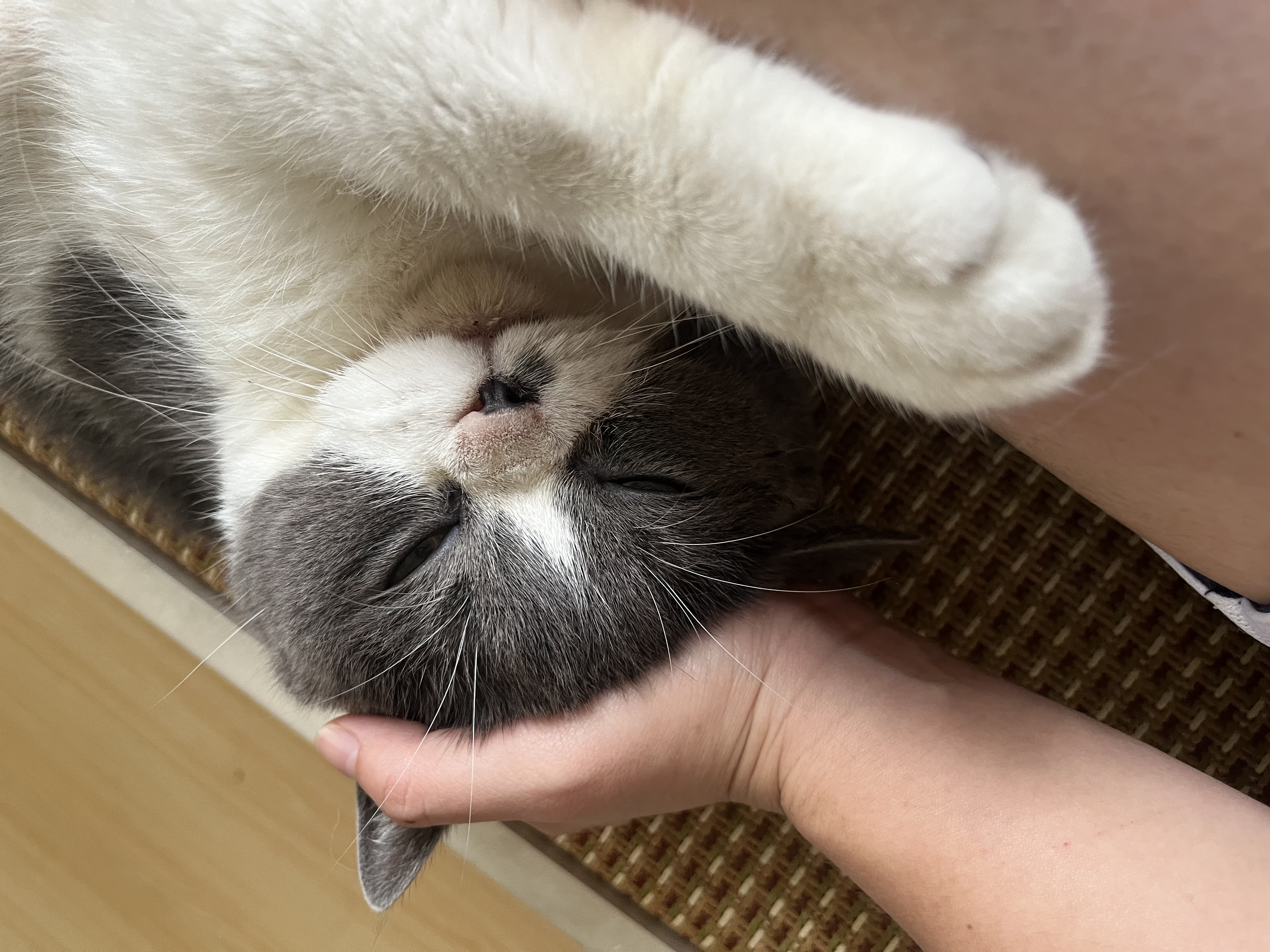 伯纳天纯金枪鱼蔓越莓成猫美毛猫粮2kg/4斤 实拍图