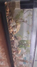 阔庭（KUOTING）鱼缸水族箱客厅桌面生态造景家用带灯制氧过滤鱼缸黑色【超大号】 实拍图