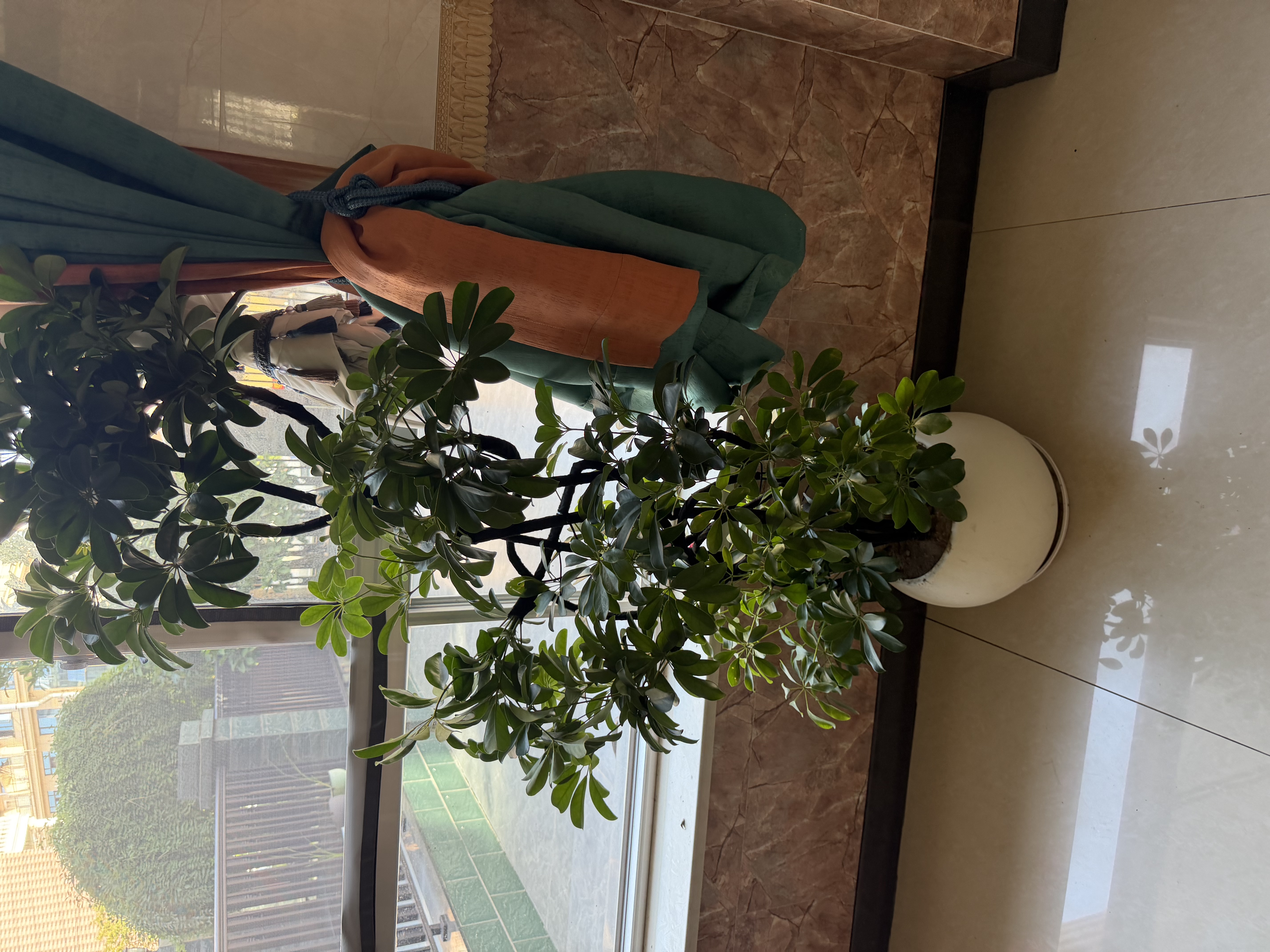 爱优尚蝴蝶兰盆栽中秋节礼物乔迁年宵花送礼客厅办公室四季开花源头直发 实拍图