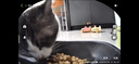 皇家猫粮 室内成猫粮 I27 通用粮 12月以上 2KG 实拍图