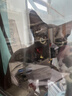亿迪猫粮幼猫1-4月12月全价奶糕蓝猫英短小猫专用哺乳离乳期3斤 实拍图