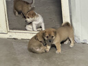 疯狂小狗狗粮中大小型幼犬成犬粮柯基泰迪金毛牛肉三拼粮15kg30斤 实拍图