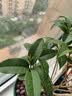 开时果 四季桂花盆栽树苗浓香型 新中式盆景办公室内绿植物源头直发包邮 精品四季桂+砖红加仑盆 【整高约40-50cm左右】 实拍图