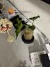 八芽文竹盆栽懒人水培植物客厅室内桌面好养四季好养发财树绿植吸甲醛 春羽-波浪瓶-密胺托盘 含盆 实拍图