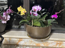 史丹利（STANLEY）绿植营养液通用型肥料室内盆栽植物叶面肥家用观叶型专用肥500ml 实拍图