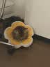普安特宠物猫咪耳螨狗狗猫咪洗耳液滴耳液马拉色菌复方制霉菌素膏尔加分 实拍图