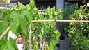 西普顿植物支撑杆藤蔓杆黄瓜番茄爬藤支撑杆菜园盆栽蔬菜搭架杆花卉支柱 直径11mm*长1.8m(10根) 大 实拍图