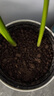 美益棵营养土养花通用型8L园艺专用种菜蔬菜多肉盆栽绿植种植泥炭土壤 实拍图