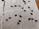 中科茂华瓜果种子茂华小金兰礼品西瓜种子花皮黄肉超小凤種子金福K8 茂华小金兰20粒/袋 实拍图