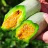 京鲜生 山东羊角蜜甜瓜礼盒 净重4.5斤 单果300g+ 生鲜水果源头直发 实拍图