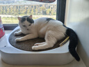 皇家猫粮 室内成猫粮 I27 通用粮 12月以上 10KG 实拍图
