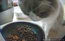 小佩宠物AI智能自动喂食器可视版2 定时定量 猫脸识别(支持鸿蒙智联) 实拍图