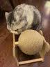 欢宠网猫玩具猫咪猫抓球抓板柱磨猫爪滚球逗猫自嗨解闷神器猫猫小猫幼猫 实拍图