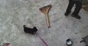 荣郁中华田园犬黑犬黄狗白狗虎斑四眼铁包金土狗幼犬活体 田园级 四眼狗 公 实拍图
