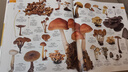 DK博物大百科全新修订版 可配套点读笔使用 真正的博物百科全书 畅销200万册 中国儿童百科全书 青少年暑期推荐读物 实拍图