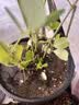 德沃多植物营养土通用3L组合园艺养花土种菜土壤盆栽多肉绿植 实拍图