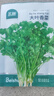 北蔬 香菜种子苗大叶芫荽耐热四季蔬菜籽 大叶香菜籽种子20g约2000粒 实拍图