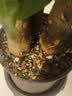 德沃多发财树专用植物营养土2.6kg园艺绿植盆栽养花土种植基质土 实拍图