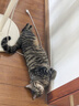 麦富迪猫罐头 浓汁猫罐头猫咪零食成幼猫补水亮毛吞拿鱼鲜虾85g*24罐 实拍图