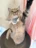 憨憨乐园猫玩具吱吱鼠猫咪自嗨解闷神器逗猫幼猫小猫玩具逗猫棒老鼠玩具 实拍图