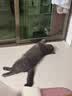 LEGENDSANDY蓝氏 全价猫粮成猫幼猫生骨肉冻干粮猎鸟乳鸽系列兔肉口味1.5kg*3 实拍图